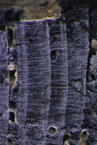 <i>Cedrus libani</i> charcoal sample from Zincirli (25x magnification)