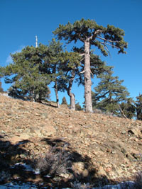 <i>Pinus nigra</i> in the Troodos Mountains, Cyprus.